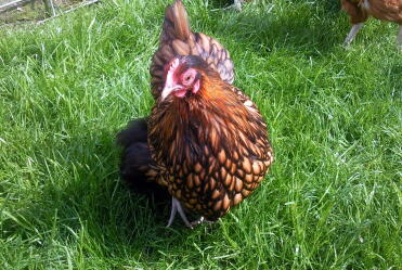 Gold Laced Orpington Bantam Pullet