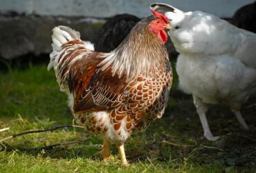 Splash red Laced Wyandotte Cockerel