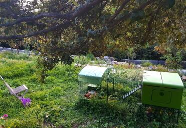 Omlet green Eglu Cube large chicken coop and run in garden