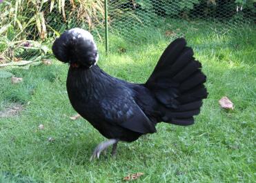 Poland bantam