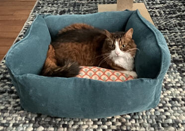 Melchior the cat loves this basket!