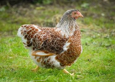 Splash Red Laced Wyandotte Pullet