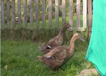 2 ducks in garden