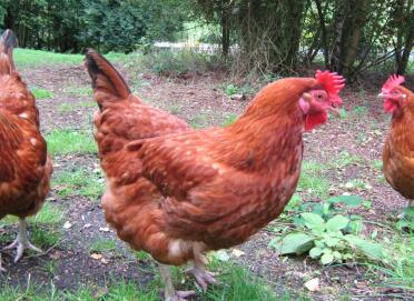 Gingernut ranger chickens in garden