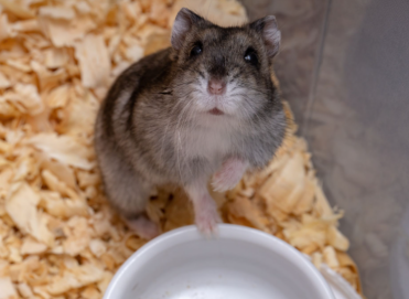 this is Taz he is my hamster