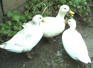 Muddy White Call Ducks