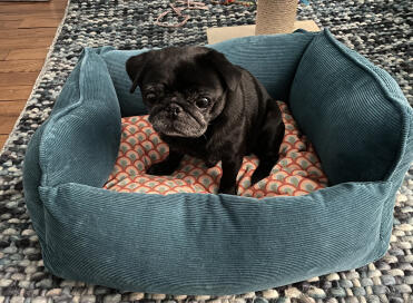 Lucius, the pug, also loves this basket!