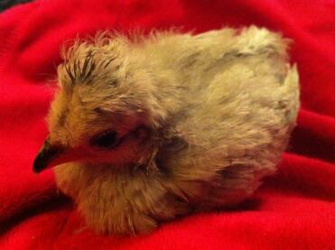 Blue Araucana Chick