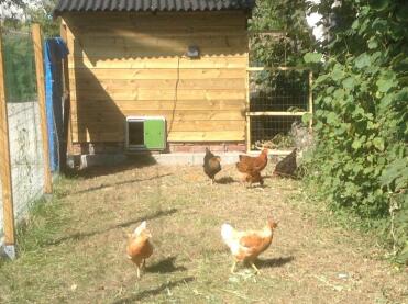 Omlet green automatic chicken coop door attached to wooden chicken coop