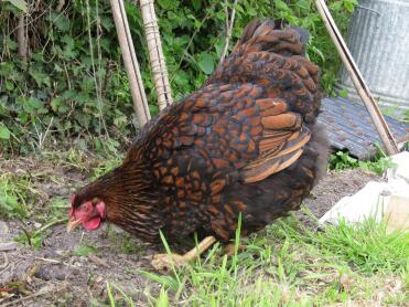 Chicken in garden