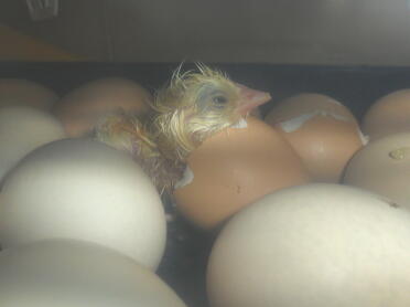 The hatching