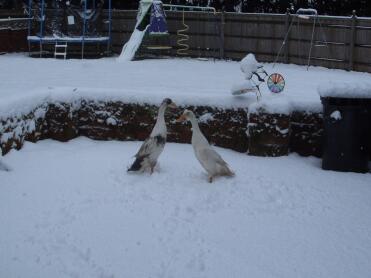 shall we do a snow duck