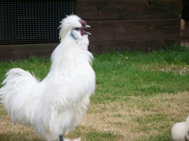 Miniature White Bearded Silkie Cockerel