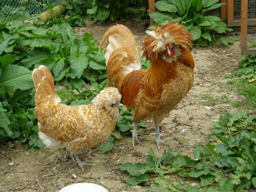 2 chickens eyeing up some food