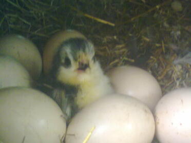 Chick with eggs