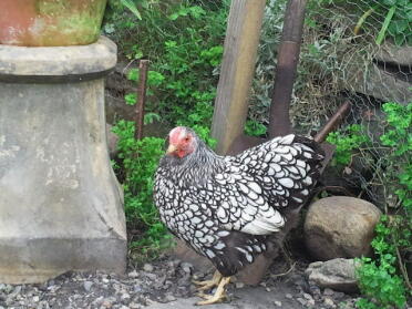 Chicken free ranging