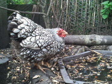 Chicken free ranging