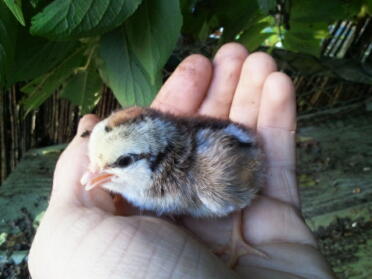 Chick held in hand