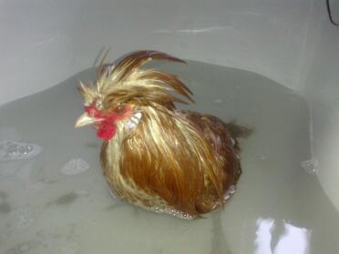 Chicken in bath