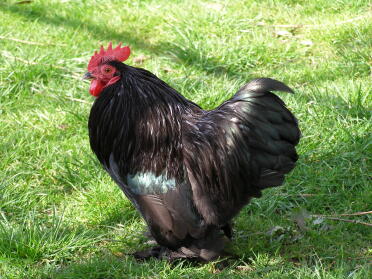 Rooster on grass