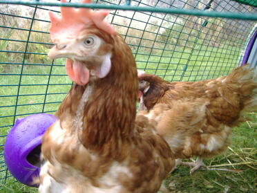 Recently rehomed 3 battery hens; here's Patty with her big floppy comb!