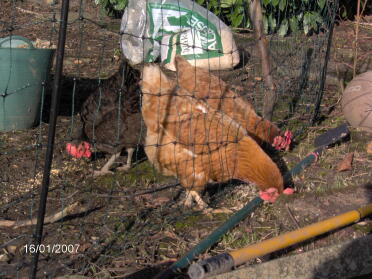 Peckadilly(front) Atilla the Hen(behind) Artemis Fowl (Black hen)