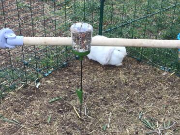 This rabbit is relaxing in a walk-in-run