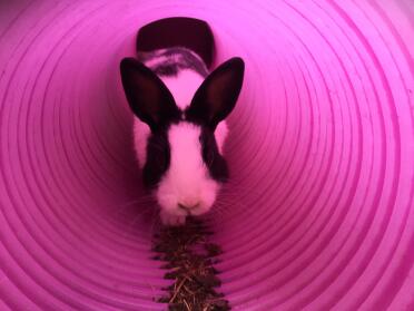 Rabbit loves to play in the Omlet Zippi rabbit tunnels.