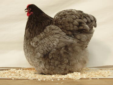 Blue orp hen sitting