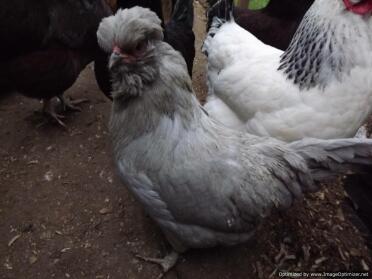 Lavender Araucana Hen