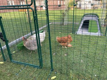 Walk-in chicken enclosure