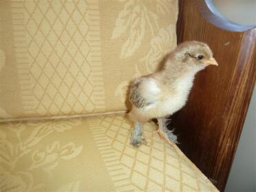 Brahma chick