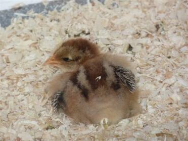 Gold Brahma chick