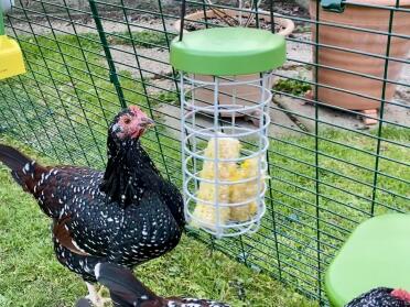 Enjoying sweetcorn