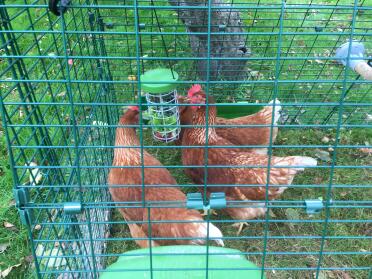 Enjoying their food caddy