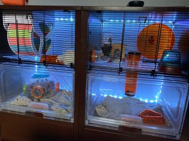 Two Omlet Qute hamster cages standing next door to each other.