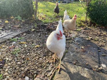 My hens