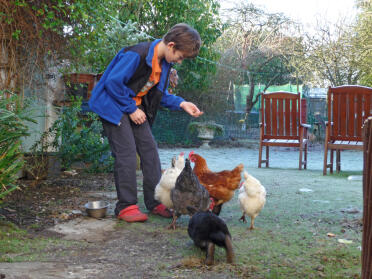 My son James feeding the chickens + rabbit