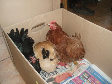 New Baby Bantams