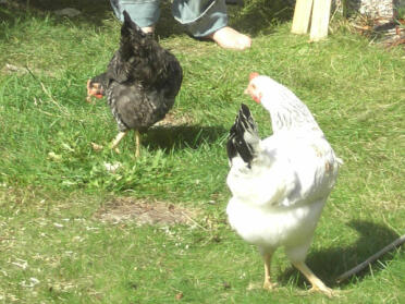 Millie and Molly explore the garden for the very first time! (closeup)