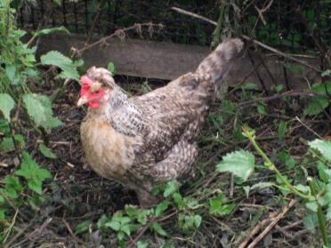 Cream legbar chicken in garden