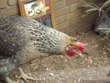 Cream Legbar Hen