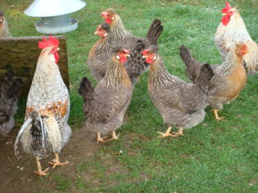 Chickens in garden