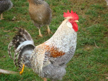 Chickens in garden