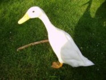 Duck in garden