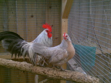 pair of lavender dutch bantams