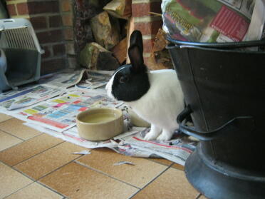 septimus having a drink in the kitchen