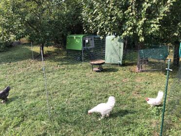 An Eglu Cube chicken coop inside some chicken fencing.