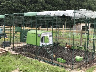 Our 8 chickens have plenty of space inside the Eglu Cube . easy to clean. safe and secure