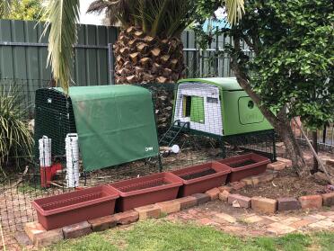 Omlet green Eglu Cube large chicken coop and run with cover and Omlet chicken fencing